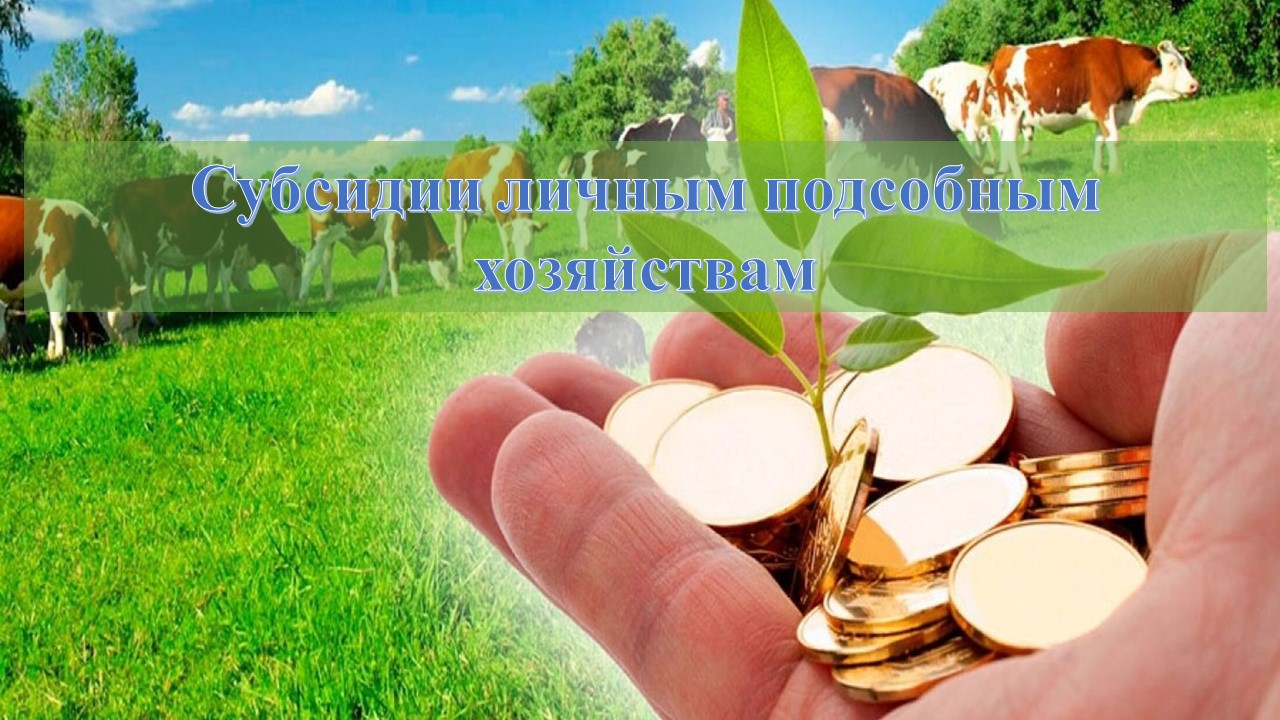 Субсидии личным подсобным хозяйствам.